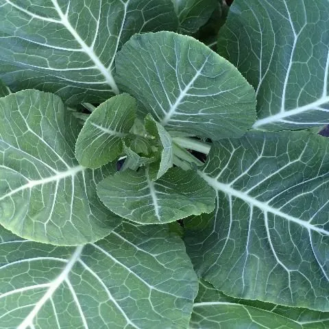 thumbnail for publication: Leafy Greens in Hydroponics and Protected Culture for Florida